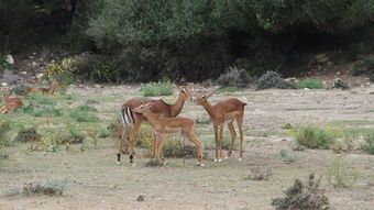 世界上最威武的石狮，世界上最强壮的狮子