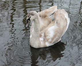 广东最贵鹅十大排名，广东五大名鹅