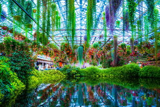 世界最高的植物排名前十，植物界中最高的植物