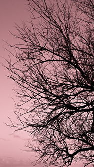 世界上最古老的枣树图片，世界上最古老的枣树