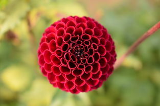 最稀有的米,世界上最稀罕大米