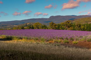 最稀有的米,世界上最稀罕大米