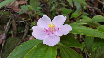 世界上哪一种花，世界上哪种花最