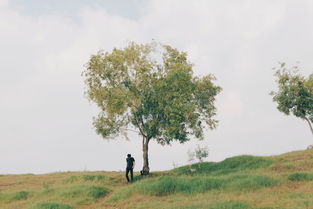 最简单的树木，世界上最简单的树