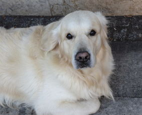 世界各国的忠犬排名前十，世界犬种忠诚排行